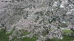 ochiai2-20250428131112.jpg