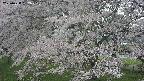 ochiai2-20250428132111.jpg