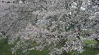 ochiai2-20250428134112.jpg