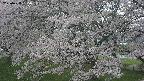 ochiai2-20250428135123.jpg
