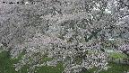 ochiai2-20250428140112.jpg