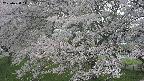 ochiai2-20250428141114.jpg