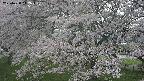 ochiai2-20250428142110.jpg