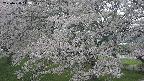 ochiai2-20250428143113.jpg