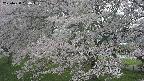 ochiai2-20250428150109.jpg