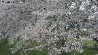 ochiai2-20250428151113.jpg