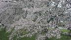 ochiai2-20250428155115.jpg