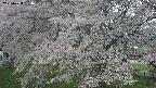 ochiai2-20250428160123.jpg