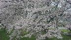 ochiai2-20250428161110.jpg