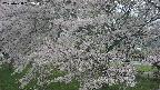 ochiai2-20250428162108.jpg