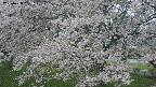 ochiai2-20250428165110.jpg