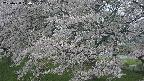 ochiai2-20250428170115.jpg