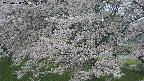 ochiai2-20250428172118.jpg