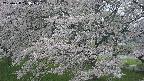 ochiai2-20250428173110.jpg