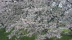 ochiai2-20250428174116.jpg