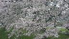 ochiai2-20250428175112.jpg