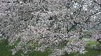 ochiai2-20250428180108.jpg