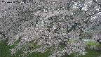 ochiai2-20250428181110.jpg
