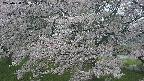 ochiai2-20250428182113.jpg