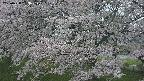 ochiai2-20250428183123.jpg