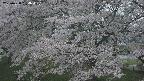 ochiai2-20250428184108.jpg