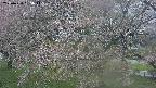ochiai2-20250430085103.jpg