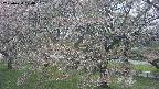 ochiai2-20250430120112.jpg