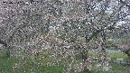 ochiai2-20250430150113.jpg