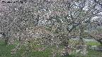 ochiai2-20250430152121.jpg