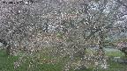 ochiai2-20250430154111.jpg