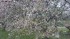 ochiai2-20250430160113.jpg