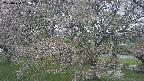 ochiai2-20250430163109.jpg