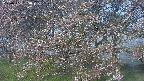 ochiai2-20250501053030.jpg