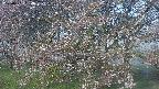 ochiai2-20250501054029.jpg