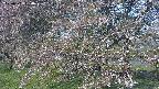 ochiai2-20250501060029.jpg