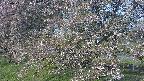 ochiai2-20250501061030.jpg