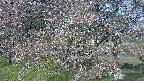 ochiai2-20250501062029.jpg