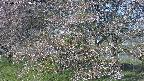 ochiai2-20250501063030.jpg