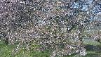 ochiai2-20250501064031.jpg