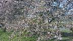 ochiai2-20250501065031.jpg
