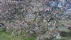 ochiai2-20250501070029.jpg