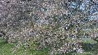 ochiai2-20250501071030.jpg
