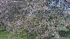 ochiai2-20250501072031.jpg