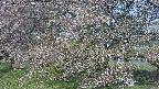 ochiai2-20250501073031.jpg