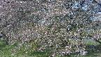ochiai2-20250501075031.jpg
