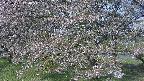 ochiai2-20250501080030.jpg