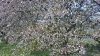ochiai2-20250501081030.jpg
