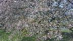 ochiai2-20250501083030.jpg