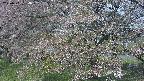 ochiai2-20250501084031.jpg