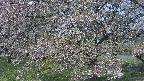 ochiai2-20250501090029.jpg